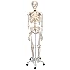 3B Scientific A10 Scheletro su Cavalletto in Metallo con 5 Rotelle + software gratuito di anatomia - 3B Smart Anatomy