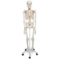 Algopix Similar Product 6 - Skeleton Model Life Size