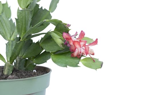 pianta vera di Schlumbergera truncata Schlumbergera bridgesii cactus di Natale pianta grassa pendente succulente fiorite