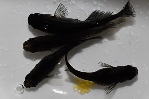 【めだか専門店猫飯】 黒豆めだかの稚魚10匹セットのサムネイル