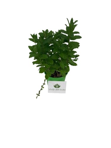 Menta, Mentha viridis o menta verde, è una pianta aromatica perenne strisciante.