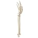 Rudiger Anatomie Premium Human Arm Skeleton Model, Life-Size 14