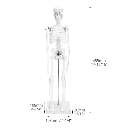 QWORK® Mini Mensch Skelett Modell, 45cm, Menschliches Skelett Anatomisches Modell, flexibel, Für Medizinisches Lehren Display Tool