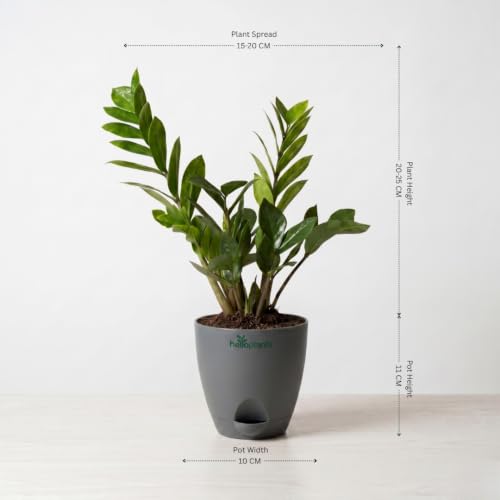 Image of ZZ Green, Lucky Bamboo & Syngonium Green Live Indoor 3-Plant Combo in 4-Inch Self-Watering Matte Grey Pots | Low-Maintenance, Air-Purifying Houseplants for Home, Office & Desk Decor