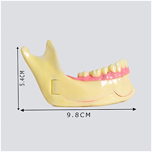 Modelo de descomposición del tejido mandibular para estudio dental pedagógico 3