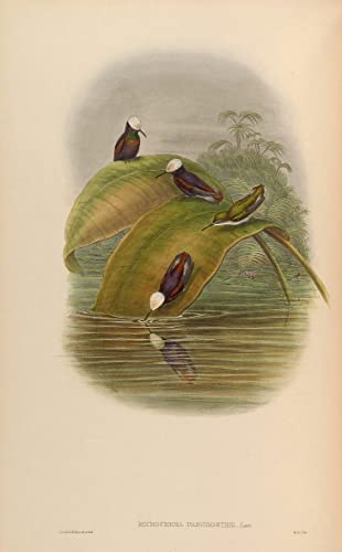 Cuadro en lienzo de Microchera de John Gould, arte decorativo de pared premium en 60x90cm
