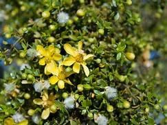 Generic Creosote Bush Chaparral Seeds - Larrea tridentata 25 Seeds, greyish green