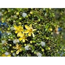 Generic Creosote Bush Chaparral Seeds - Larrea tridentata 25 Seeds, greyish green