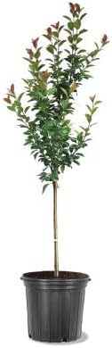Profusion Crabapple Tree, Pink Flowering, Ornamental Value, Disease Resistance, Hardy, 5 gal, Nursery Pot