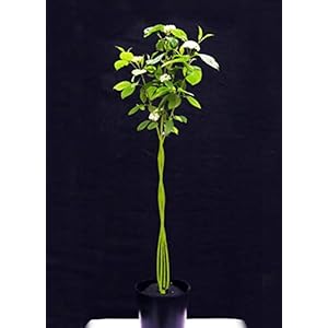 Fanbäumchen® Bremenbäumchen Garten oder Kübel | Stämmchen, naturgegebene Rindenfarbe, Handmade, ganzjährig pflanzbar…