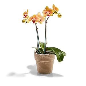Orchid in Geometric Pot 5 Inch, 1 EA