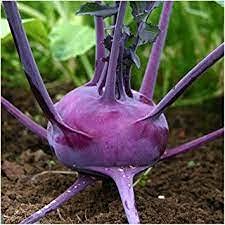 Organic Knol Khol (Purple) Seed 40 SEED (B09HK341PX) Amazon Price History, Amazon Price Tracker