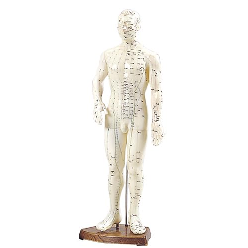 Amazon.co.jp: サンポー エスキュア(S+CURE) 経穴人形（男大50cm