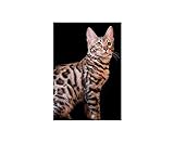 SanZez Peinture diamant, portrait de chat du Bengale, chaton animal, kits d'art diamant 5D pour adultes, kits d'artisanat en cristal mosaïque pour décoration murale de la maison 40 x 40 cm