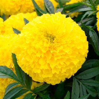 Park Seed Big Duck Yellow Marigold Flower Seeds – 4-Inch