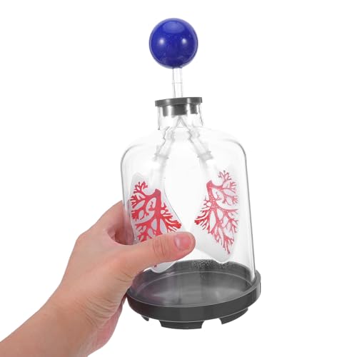 Modèle pédagogique pulmonaire FRCOLOR plastique pour démonstration sciences - 4