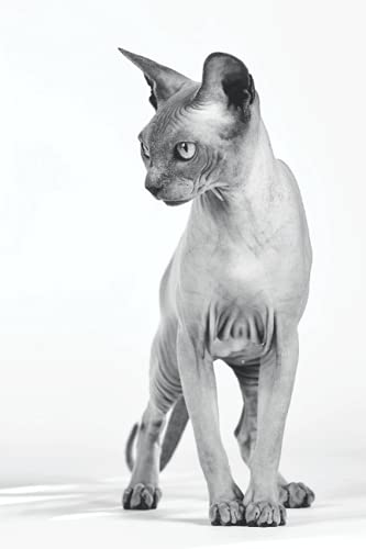  Sphynx cat notebook: Canadian Sphynx cat journal