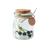 Moss Balls Glass Terrarium Kit,5 Pcs Lucky Moss Balls Pets,White Crystal,Artificial Plants,Aquarium Decor DIY Starter with Moss for Adults and Kids, Green Decor