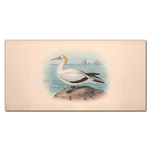 Impression photo sur toile animaux oiseaux dessin Coloray grand format 100x50