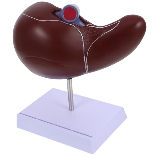 Hígado humano educativo de plástico con base de soporte para visualización anatómica clara