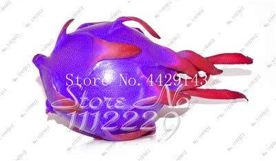 Sump Fresh 50 piezas de semillas de fruta pitaya fáciles de cultivar mezcladas 3