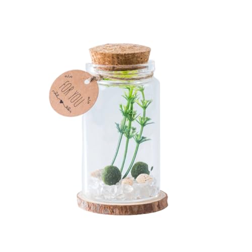 golyuk Moss Balls Cylindrical Glass Terrarium Kit with 2Pcs Small Moss Balls, Lucky White Crystal, Artificial Plant for Tabletop Decoration