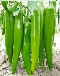TRICONE Hybrid Moti Mirch Chilli Achari 50 Seeds Organic Gardening Outdoor Indoor Vegetable Plant Seeds FF85