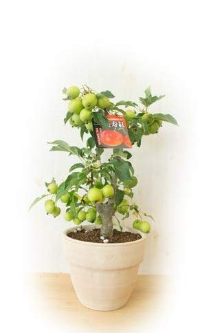 長寿紅リンゴ苗木　実がついてます。 鉢まま 長寿紅リンゴ苗木 実がついてます。 鉢まま