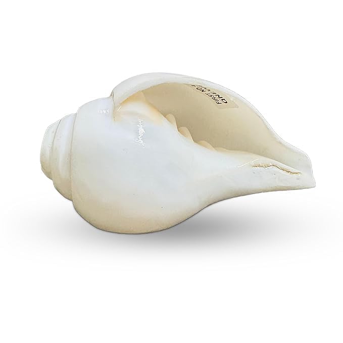 Product image of GEMSMANTRA shankh for Pooja | Baynavarti sankh | Vaamvarti Shankh for Pooja Blowing Original | Conch Shell Blowing shankh, 12-14 Cm