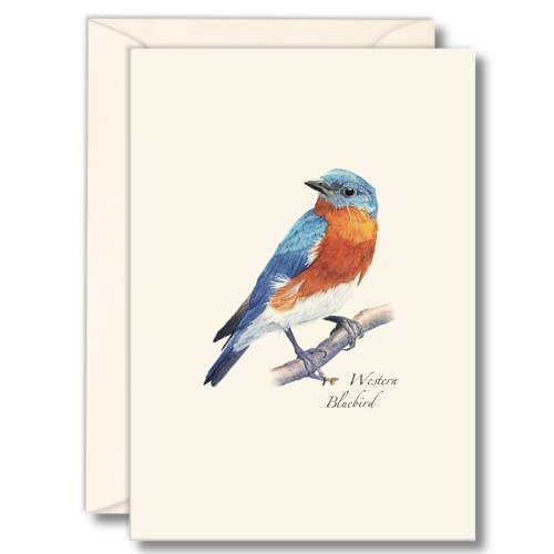 Image of Earth Sky + Water - Western Bluebird Notecard Set - 8 Blank Cards with Envelopes