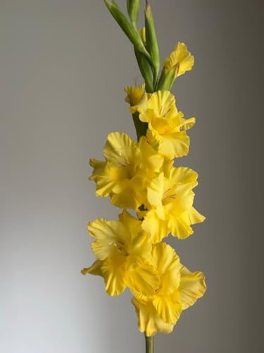 19 Stems Yellow Gladiolus Fresh Cut Flowers Bouquet Gifts for Birthday, Anniversary Friendship and Love Flower Arrangement