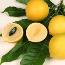 Abiu Tropical Fruit Plant, Fresh Yellow Exotic Fruit with Green Leaves hight 2/3 feet furit after 1/2 years-image-8