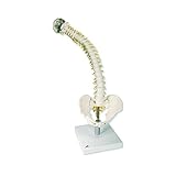 Flexible Wirbelsäule mit weichen Bandscheiben