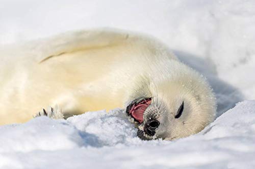 アザラシの赤ちゃん かわいいのヒミツ 小原 玲 本 通販 Amazon