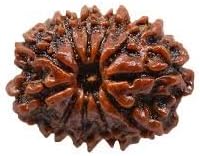 Maa Padma Natural Rudraksha Beads (1,2,3,4,5,6,7,8,9,10,11,12,13,14 Faced) Original Rudraksha Beads Himalayan Collections (11 Face)
