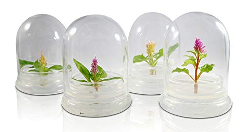 Bloomify Celosia Flower Terrarium, Zero Care, Cockscomb, 4" Jar #TOP4