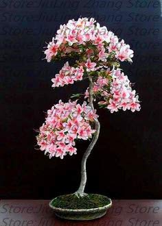 Green Seeds Co. Pianta bonsai japones sakura 10pz, fiori bonsai Fiori di ciliegio: 16