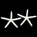 Produktbild ExcLent 12Pcs Beautiful White Finger Starfish 3-4 Inch Beach Wedding Coastal Decorations