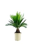 Planta de riego moderado. Cycas Revoluta Natural Planta Mediterránea para Interior y Exterior