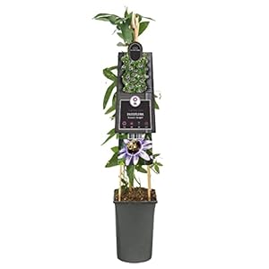 Plantenwinkel Passiebloem Passiflora Damsels Delight 75 cm klimplant