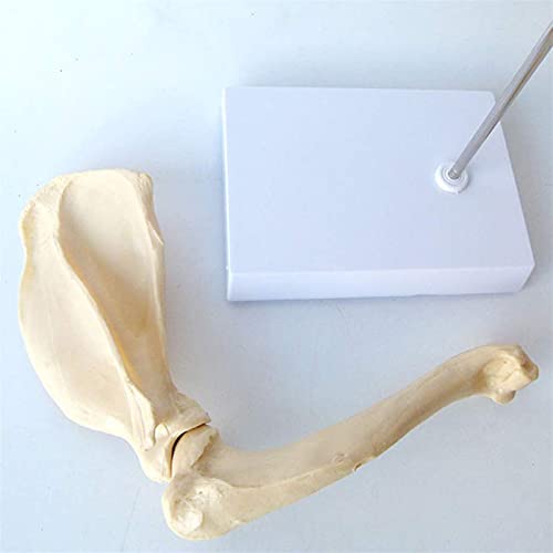 Anatomisches Modell des Tiergelenks - Anatomisches Modell Tier des Gelenks Schulter Hund Anatomisches Modell des Knochens Schulterblatt Hund Medizinische