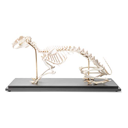 Image of 3B Scientific GmbH T300081 Rabbit Skeleton, Articulated