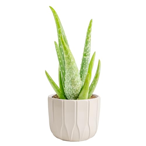 Costa Farms Aloe Vera Live Plant in Decorative Pot, Easy to Maintain, Air Purifying Succulent Indoor Houseplant, Home, Room, or Office Decor, House Warming or Birthday Gift, 12-18 Inches Tall