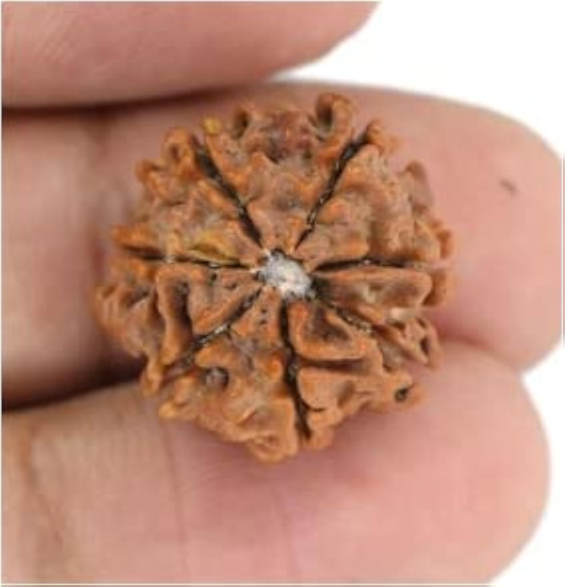 7 Mukhi Rudraksha Nepali Beads, Lab Certified