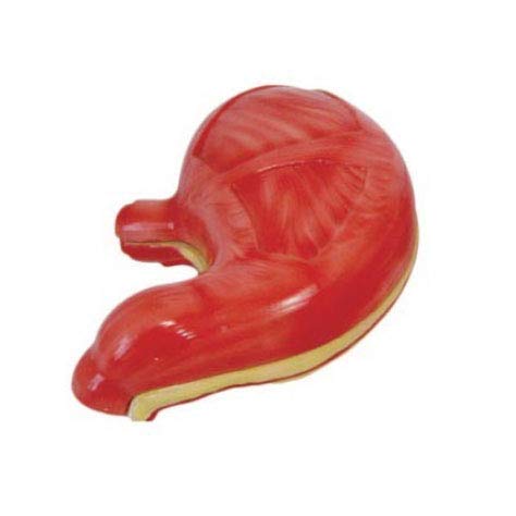 Anatomical Model of Stomach Showing mucosal Wall, pyloric Valve, pyloric Sphincter, gastric mucosa and from Esophagus to Stomach for Teaching Demonstration and Medical Experiment