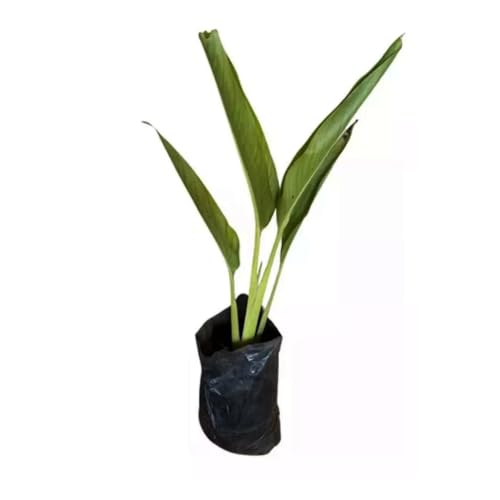 Genérico, Muda de Ravenala 50 a 80cm AMK - Plantas Online