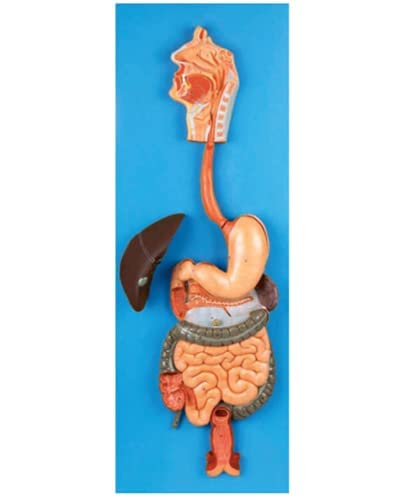 cei worldDigestive System Model