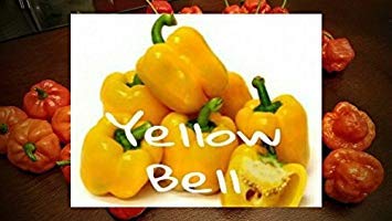 vegherb (25+) Giallo Semi Peperone