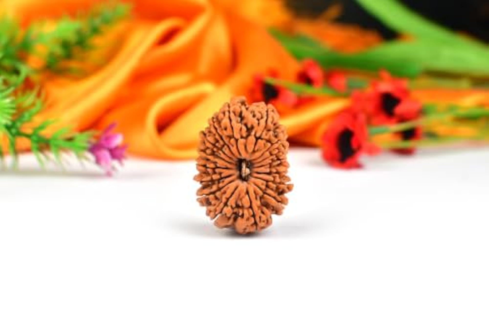 16 Mukhi Rudraksha Original Certified Loose Bead, Auspicious