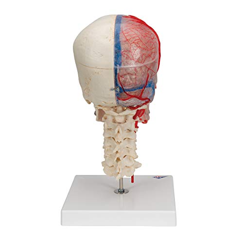 Image of 3B Scientific A283 Bonelike Human Skull Model, Half Transparent and Half Bony Complete with Brain and Vertebrae, 7.1 inch x 7.1 inch x 13.4 inch